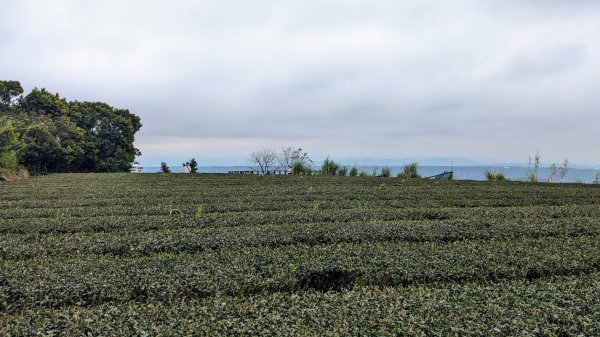 大北坑魯冰花2435728