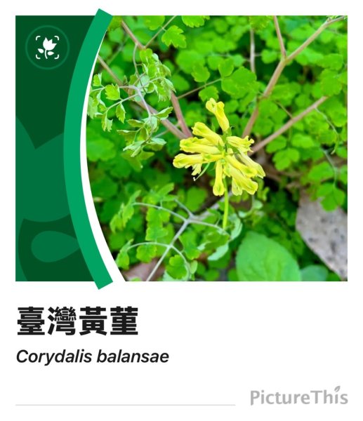 雪山坑登山步道尋巨人2978489