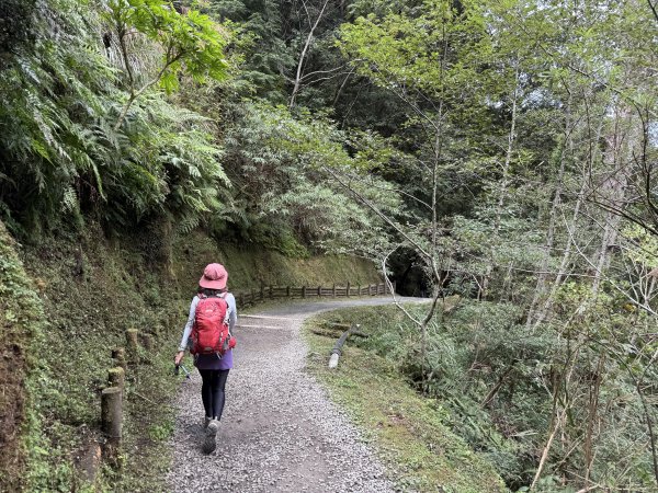塔曼山 連走 拉拉山森林遊樂區 O繞 202510112923696
