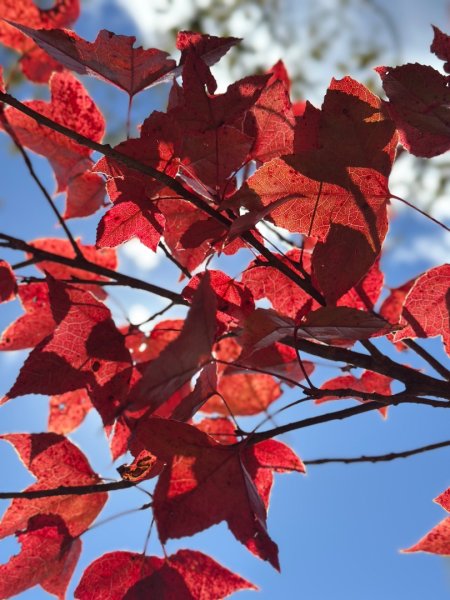 馬武霸下武陵2962347