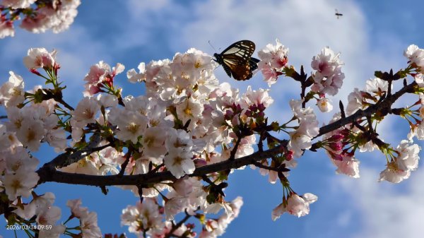 #中山樓 #陽明公園 #十八份 #吉野櫻 #墨染櫻 #青斑蝶 #青帶鳳蝶 #大紅蛺蝶 3/143014900