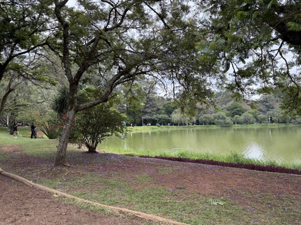 [紐約馬之行-68] 2025_1116 伊比拉布埃拉公園-中2955108