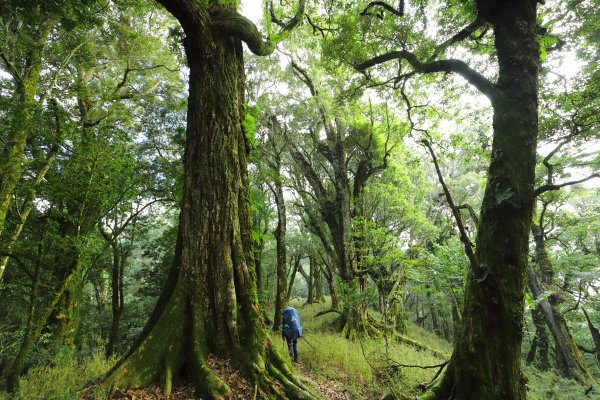 阿里山三霞 -- 楠梓仙溪左岸 南霞山1490250