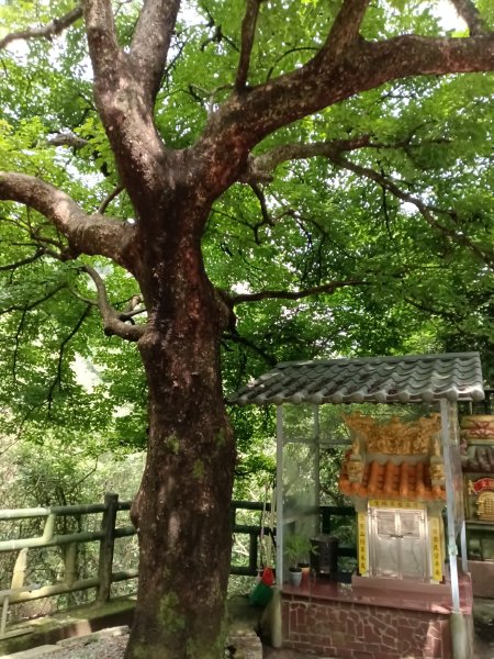 基隆市荖寮坑古道+十分古道(暖東舊道)+頂子寮山(嶺頭土地公)P字走2821489