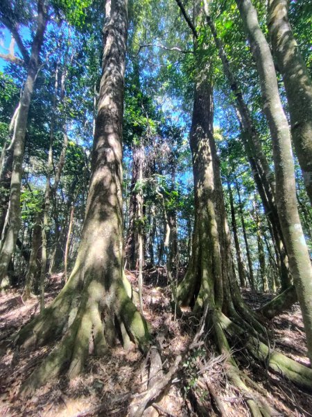 南東眼山連走有勝山2918742