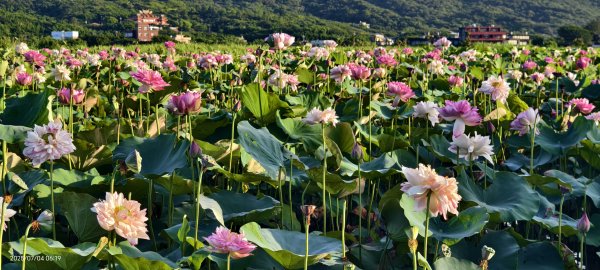 天龍國阿伯的日常-雲山水花鳥蝶 #日出 #牡丹蓮 #香水蓮 #手機拍攝 賞蝶趣 7/42826991