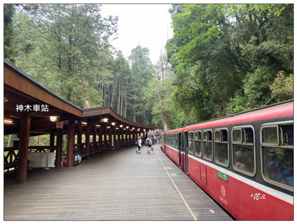 阿里山神木群棧道2771616