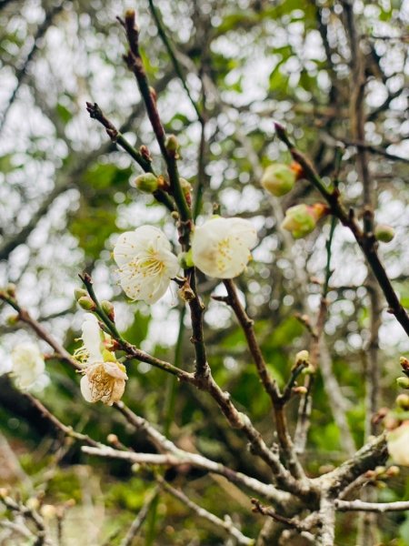 1140101元旦爬山趣2680853