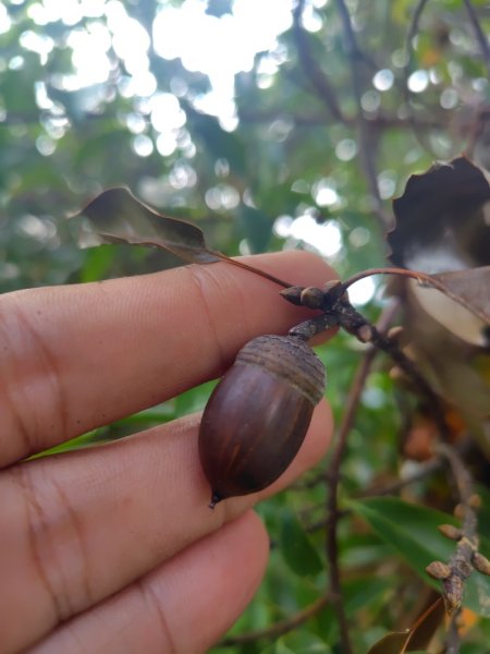 多納六秀 足母山 鬼斧神工一線天 德德山2953031