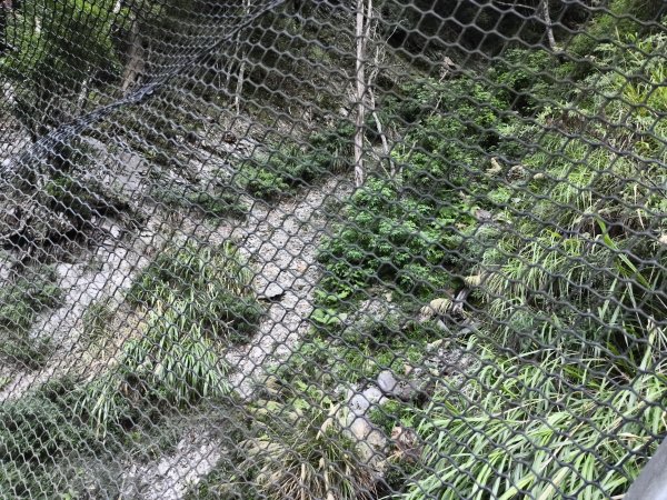 [玉山尋寶任務-07/12] 2025_0824 八通關雲龍瀑布步道2870529