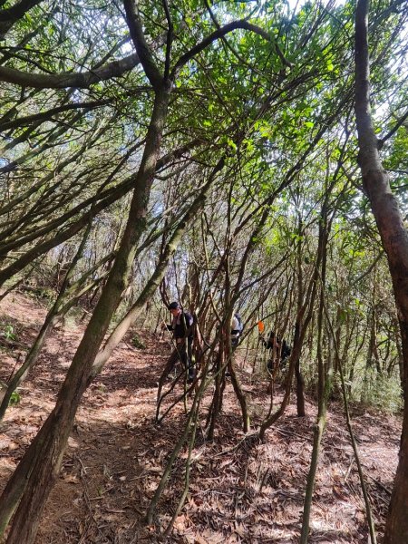 特富野古道>東水西峰>東水山>玉兒山>特富野古道（逆O)2743784