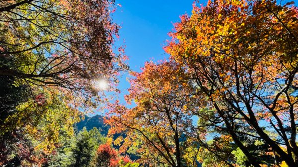 1101211大雪山230林道9.2k/雪山西稜登山口1546381