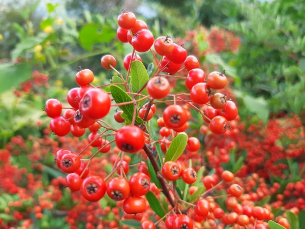 深秋。楓紅1190501