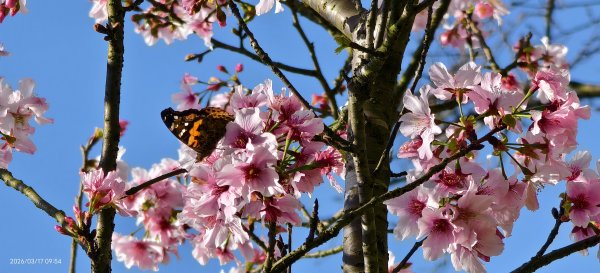 #中山樓 #陽明公園 #十八份 #墨染櫻 #吉野櫻 #唐棉 #小實女貞 #大紅蛺蝶 #夕陽 3/1