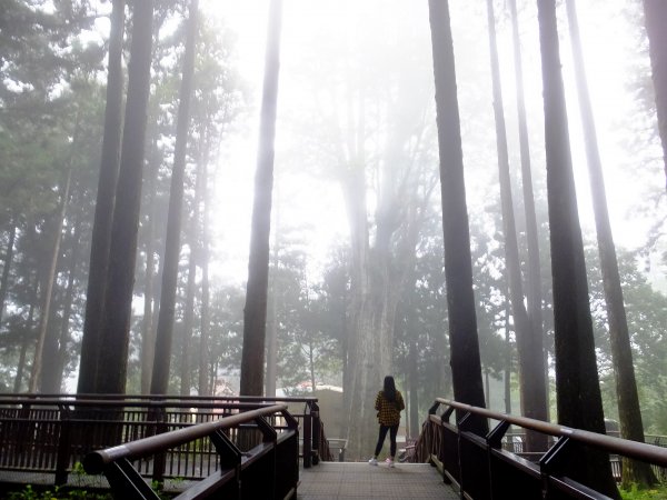 走阿里山神木群棧道，漫步在雲端及迷霧森林416026