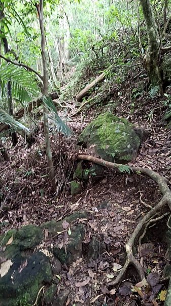 20250531 新竹關西 赤柯山及東獅頭山 O型2801091