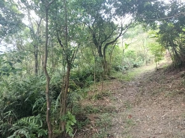 雙溪區豹子廚越嶺保甲路+北豹子廚山+中坑東山稜線O型2880074