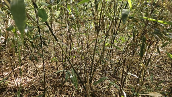 20251015木尾山-竹子湖水尾山-竹子湖西峰(騎車爬山)2915984