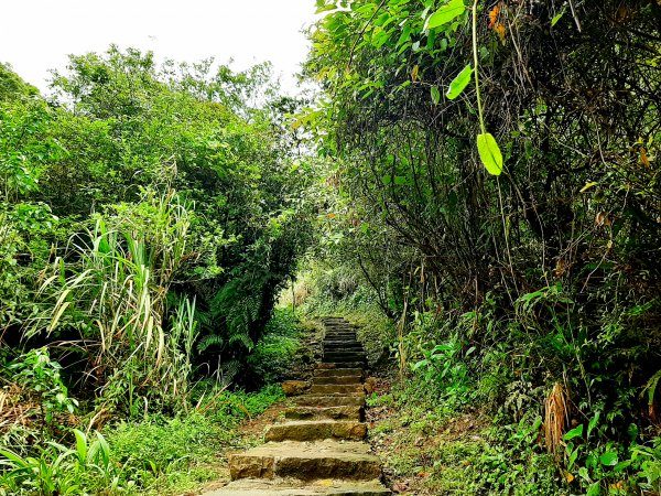 走遍陽明山：擎天崗系｜迷霧中的草原祕境、古道幽境2123774