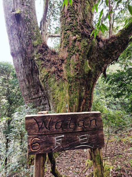 鎮西堡巨木群步道(B區)-(新竹)臺灣百大必訪步道3007838