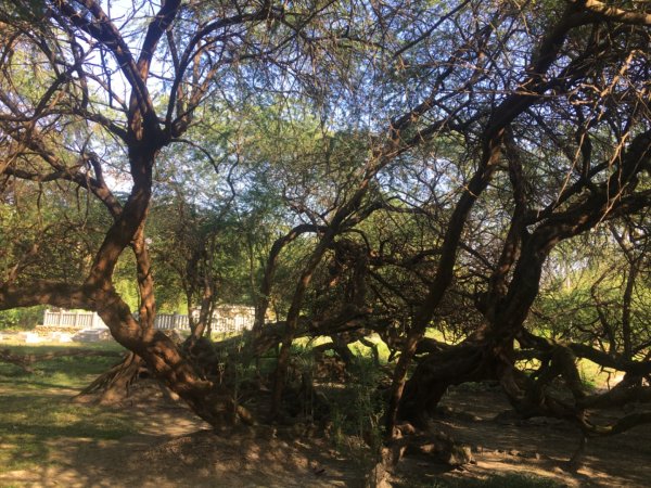 永康糖廠三崁店社遺址、迎曦湖、道爺湖、樹之谷、霞客湖2701596