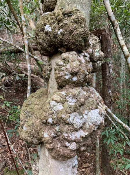 惠蓀林場O繞五座中級山1259114