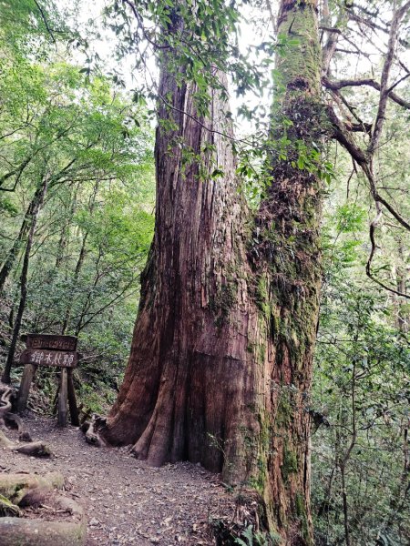 鎮西堡巨木群步道(B區)-(新竹)臺灣百大必訪步道3007849