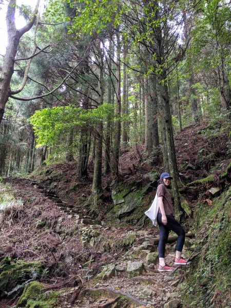 觀霧榛山登山步道912951