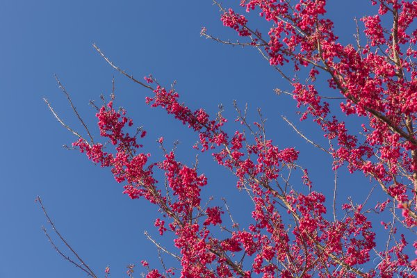 福壽山千櫻園櫻花季初開2717427