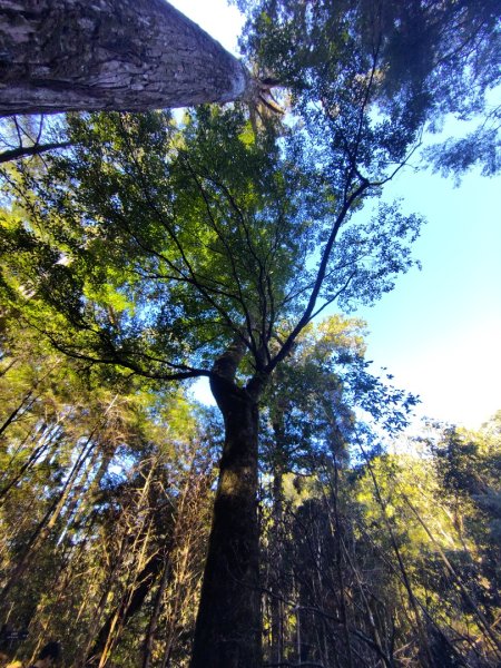 大雪山森林遊樂區 遊客中心 小神木 北三錐山 平石山西北峰2952865
