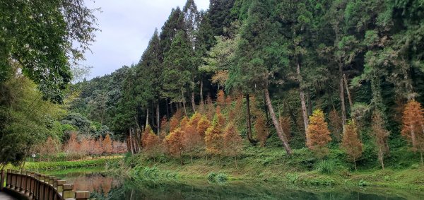 2023-01-01杉林溪青龍蕨類步道(青龍瀑布)、松瀧岩瀑布及天地眼步道1978863