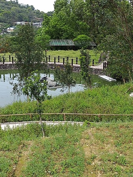 臺北大縱走第七段 世界山莊至飛龍步道政大後山2753472