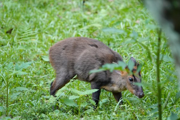 福山植物園生態之旅720734