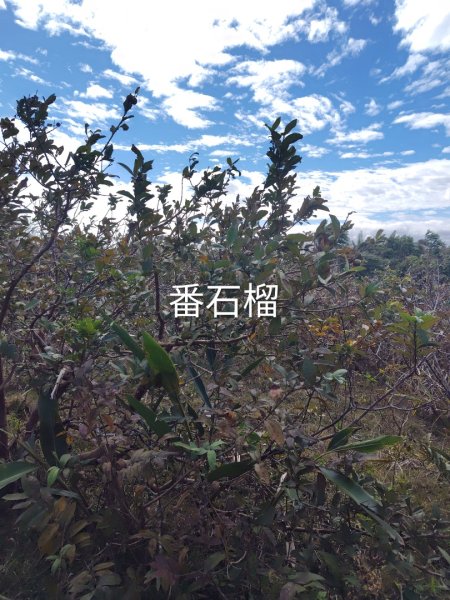 恆春大縱走連走白沙彌山出呆風草原2991462