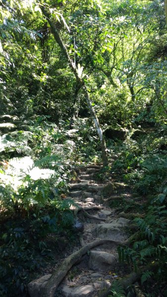 大溪大灣坪古道-環湖公路-新溪洲山步道728061