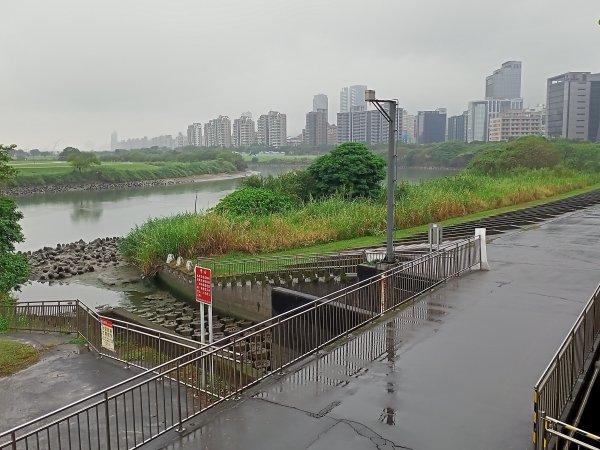 基隆河右岸尋花問草2091138