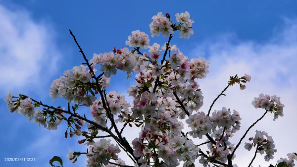 #十八份拐圳步道 #墨染櫻 2/212717203