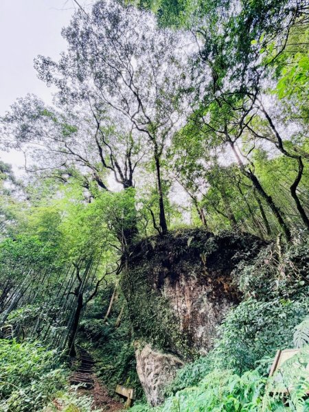 1150730嘉義大凍山之旅3092601