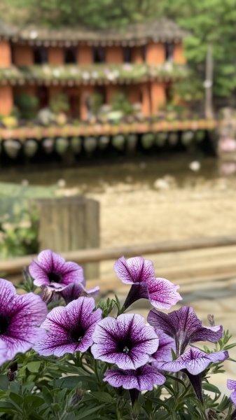 東南亞最高的玻璃橋|龍雲玻璃天空步道|越南沙壩Sapa|貓貓村Cat Cat Village|越南52772502