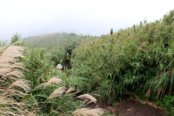 草山芒花婆娑起舞，七星夢幻崗嶺絕美畫卷！2329979