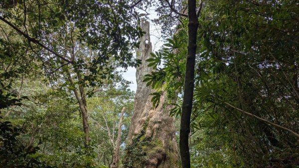 北得拉曼巨木步道2695497