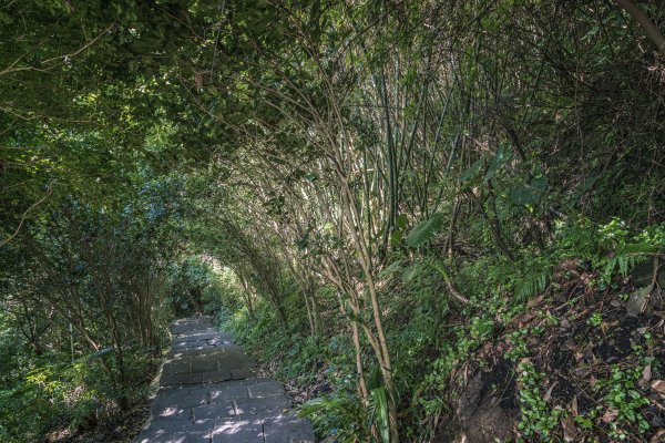 觀音山(北橫古道)1542409
