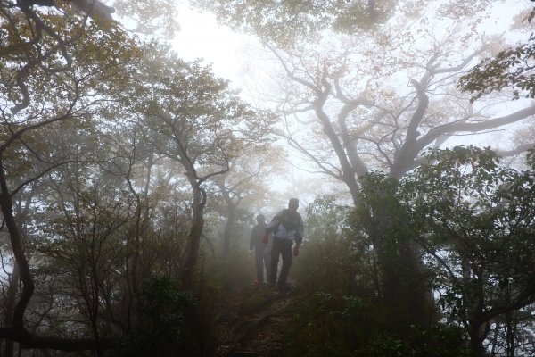 迷霧北插天山山毛櫸..450786