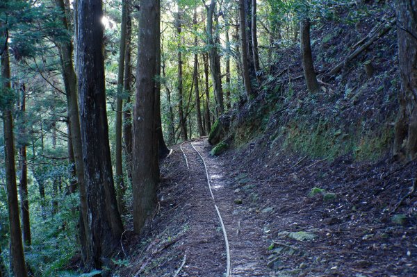 苗栗 南庄 加里山2963391