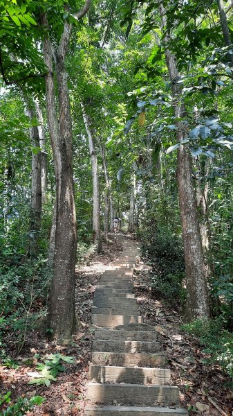 《南投》峰峰相連｜草屯九九峰森林步道O型202509062879240