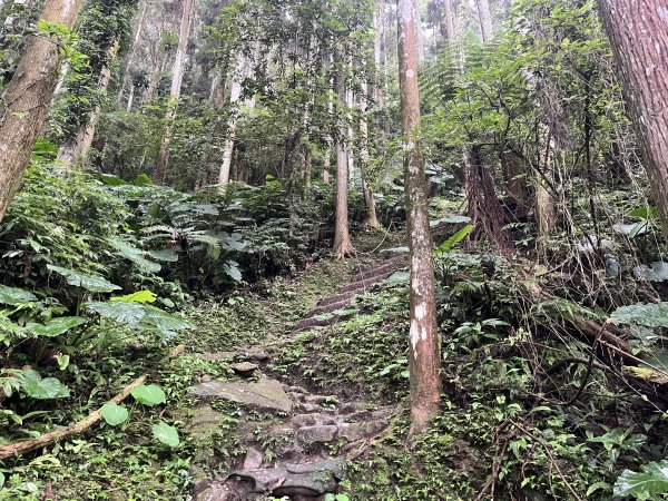 [皮皮獅Hike客任務-03/10] 2024_0720 五指山橫向登山步道2557167