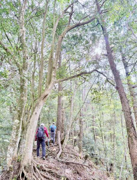 奧萬大登合流點山順撿楓樹林山.獅子頭    2025.3.112734143