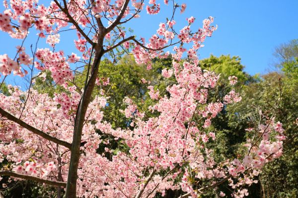 拉拉山的櫻花286596