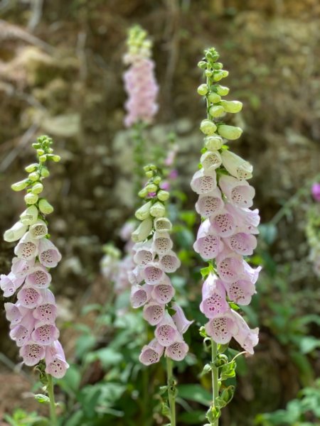 楠梓仙溪上南玉山1373070