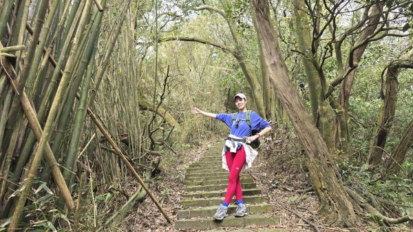 搭公車下車即抵達，台北市賞櫻最後一波，橘咖啡及內厝溪櫻木花廊的吉野櫻即將大爆發，要去要快，大崎頭步道2734710